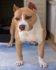 bronx_retrato_l.jpg