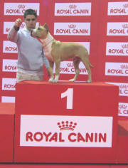 dreamdogs6.jpg