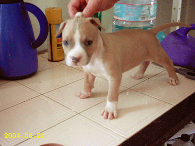 new-dog_-1-mes.gif